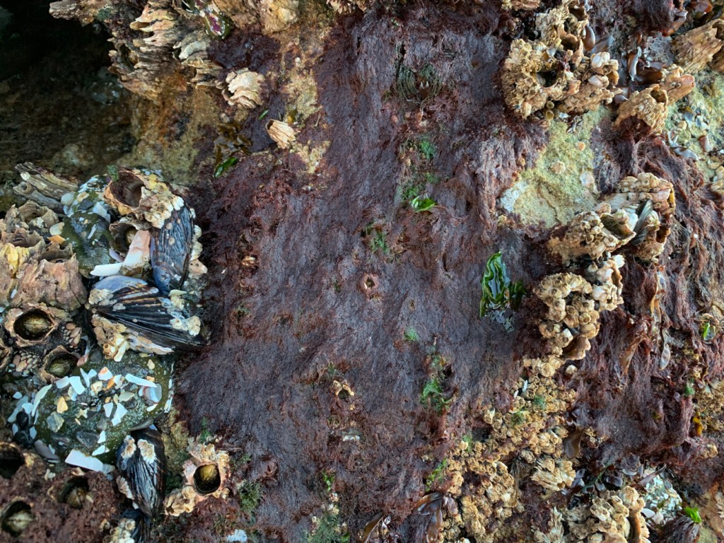 A limp matted tuft of Savoiea exposed by low tide.