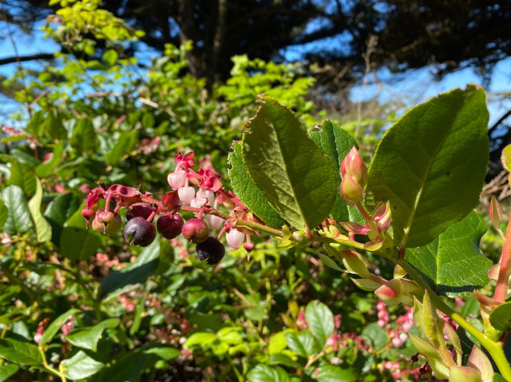 Closeup on a branch with leaves, flowers, and fruits. Spruce forest and blue skies in the background 