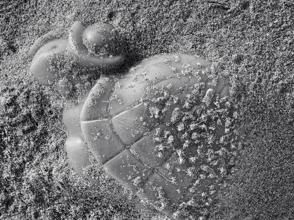Plastic turtle partially buried in beach sand.