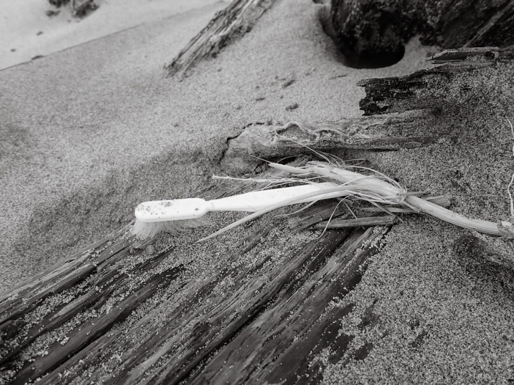 Toothbrush up near the back shore on a partially buried drift log, accompanied by a sprig of beachgrass