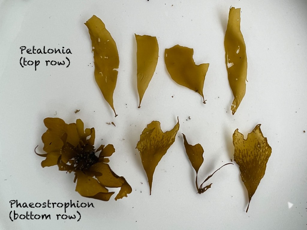 A row of four Petalonia blades above a row of Phaeostrophion blades set up in a finger bowl.