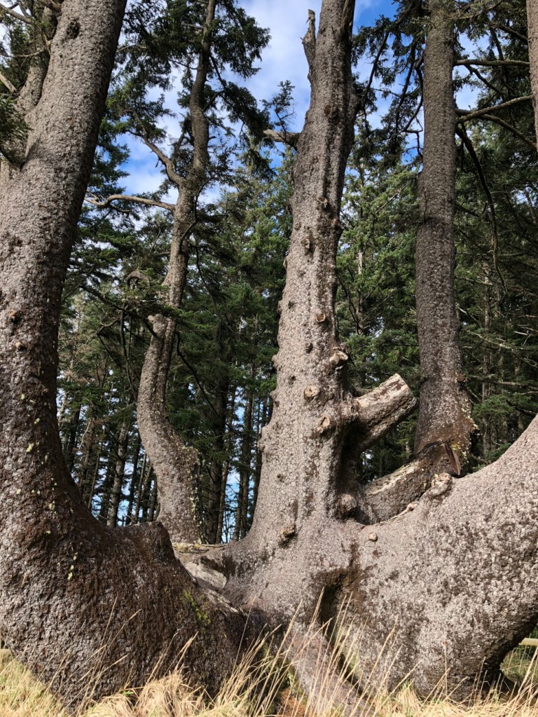 The base of the Octopus Tree looking up from the base to the forest above with a partly cloudy sky