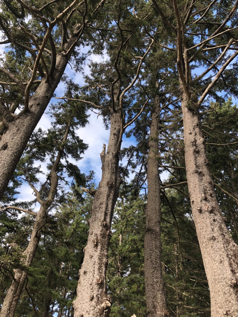 Looking up five trunk-like spires of the Octopus Tree. Partly cloudy skies above.