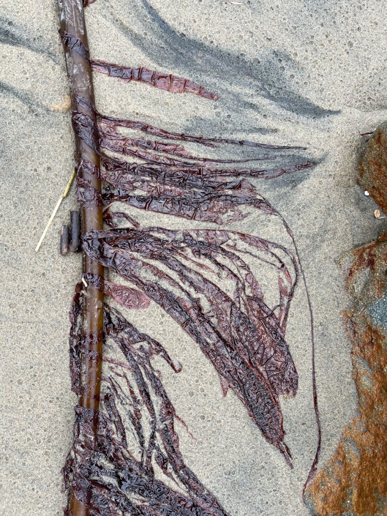 Thin red blades of Pyropia nereocystis, on a bull bull kelp stipe. (Washed up on wet sand.)