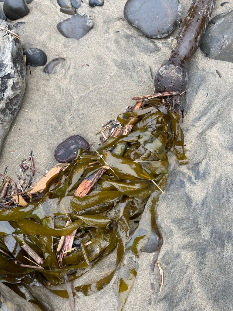 A drift bull kelp float and blades on wet sand and cobbles