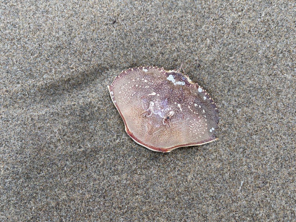 Just the carapace on wet beach sand