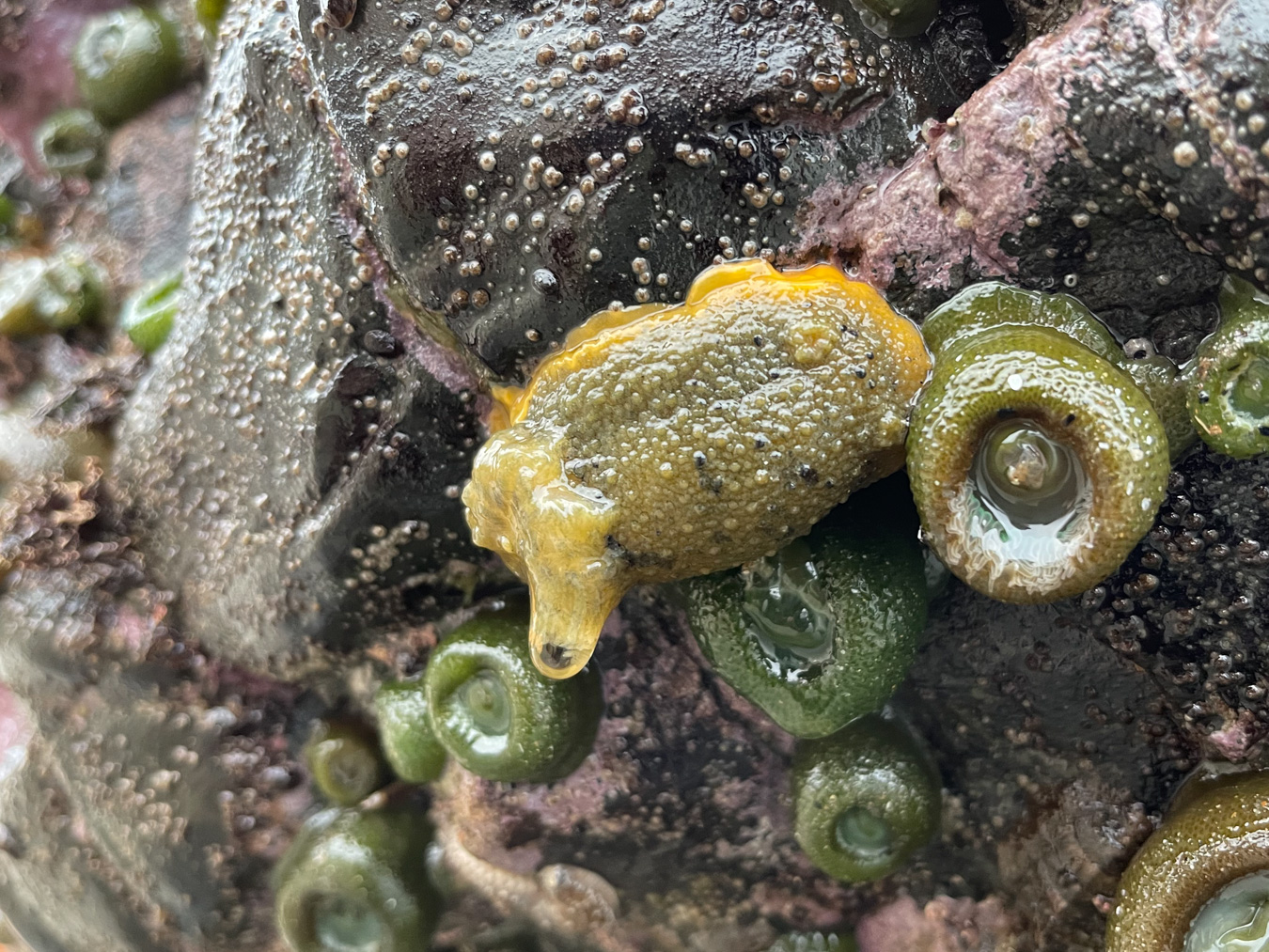 Nudibranchs – theoutershores