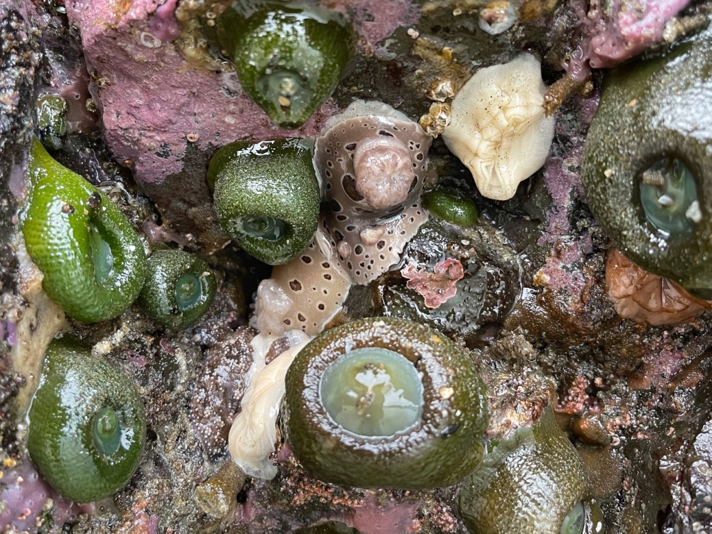 Two leopard dorids resting head to head, and their egg ribbons exposed on a rock wall by low tide.