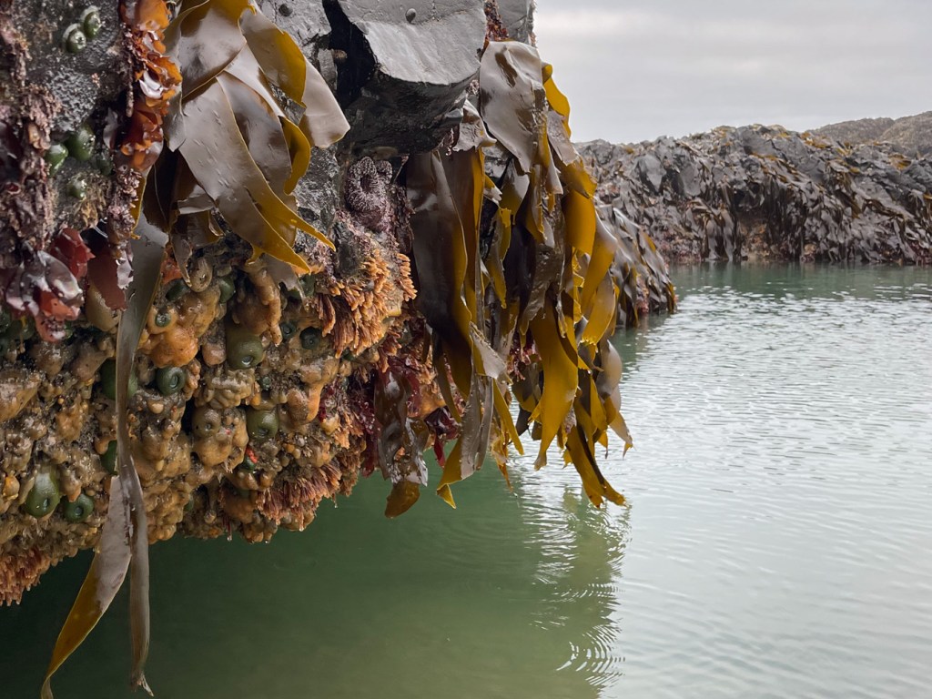 In the foreground an exposed vertical wall occupied by sea cabbage and Aglaophenia. A tidepool and a distant rock wall share the scene.