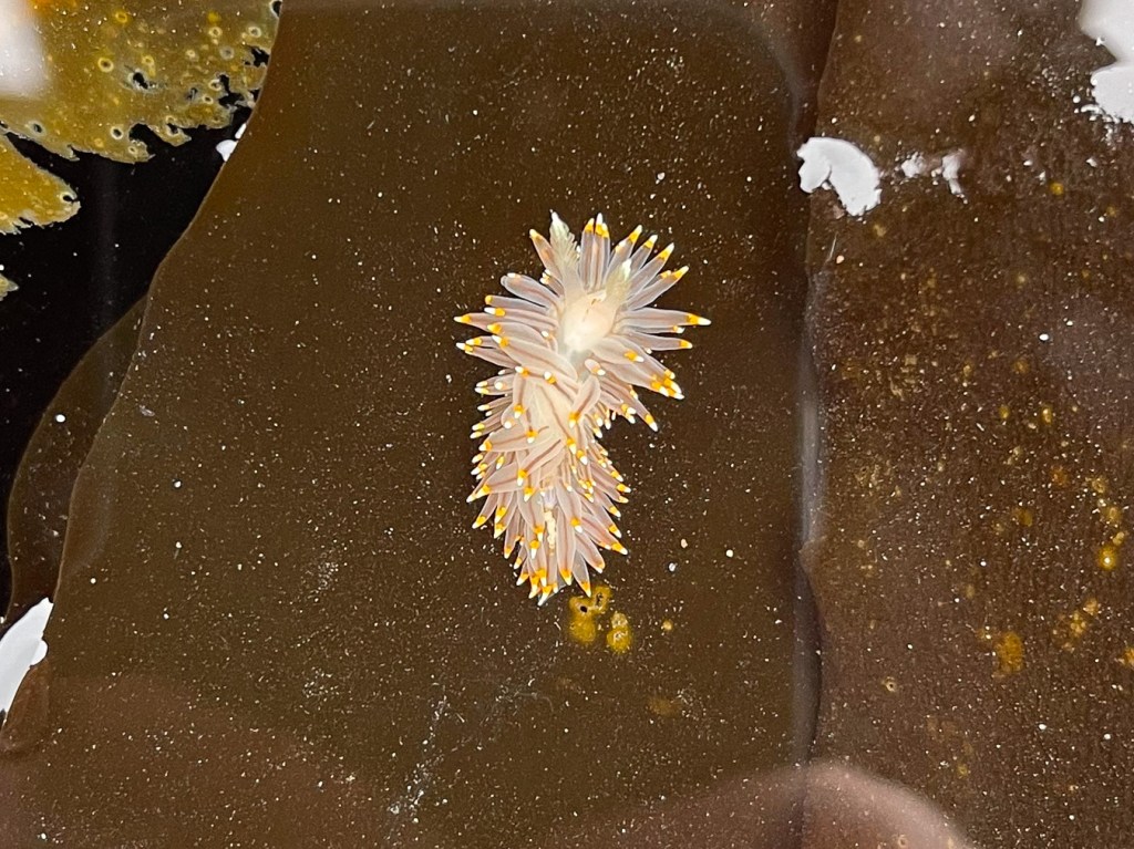 Closeup on a single Antiopella fusca on a shallowly submerged Alaria blade.
