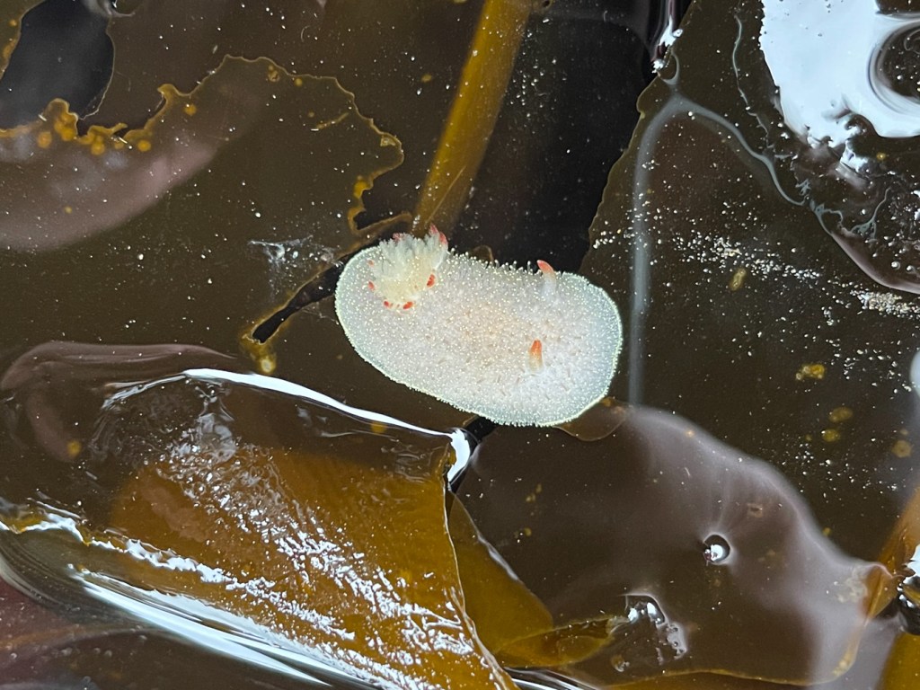 A light-colored Nanaimo dorid with red-tipped gills and rhinophores, shallow-water trucking over Alaria.