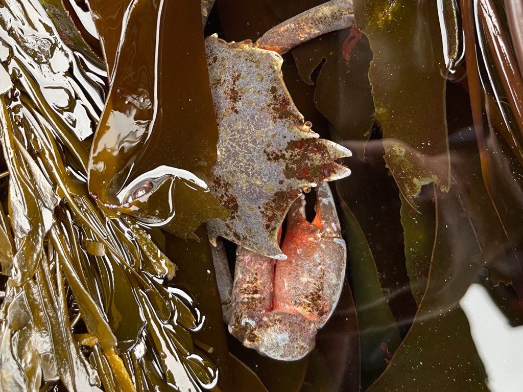 Northern kelp crab Pugettia producta peeking out from beneath the kelp.