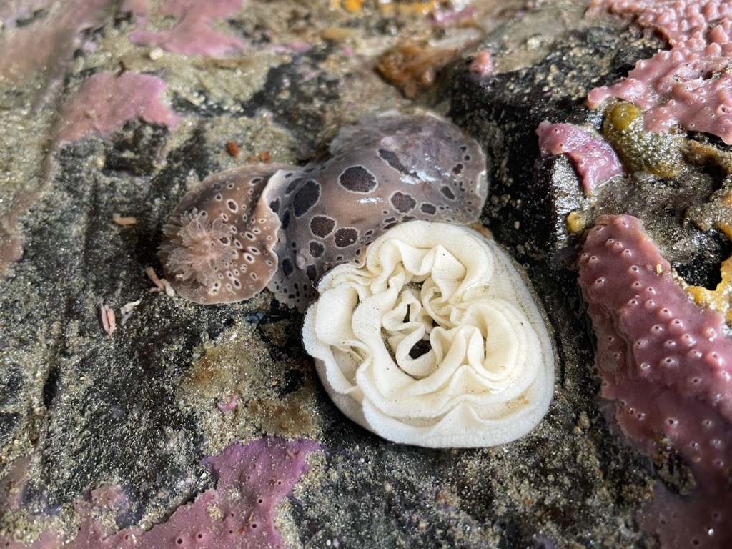 A pair of leopard dorids resting head-to-head next to a nearly perfect egg ribbon rosette.