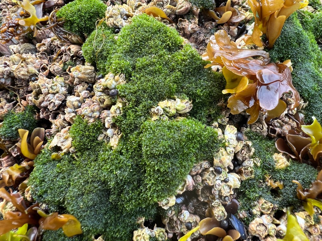Closeup of moss-like tufts of Cladophora among acorn barnacles in the high intertidal.