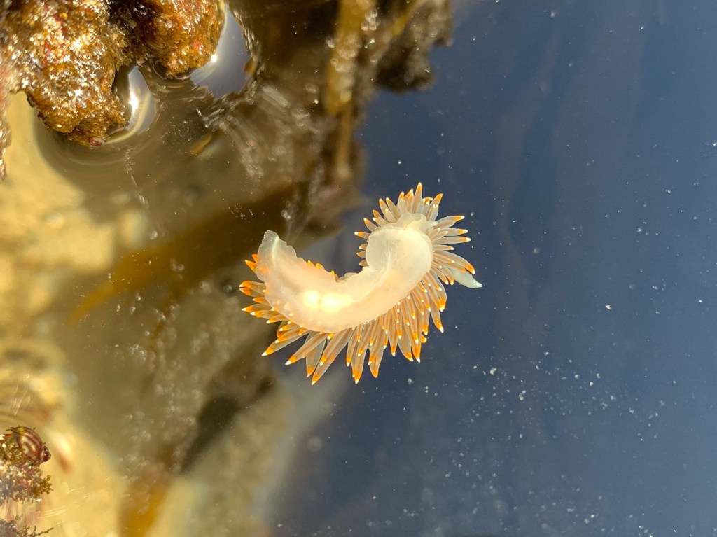 Upside-down nudibranch riding surface tension on the surface of a quiet tidepool.