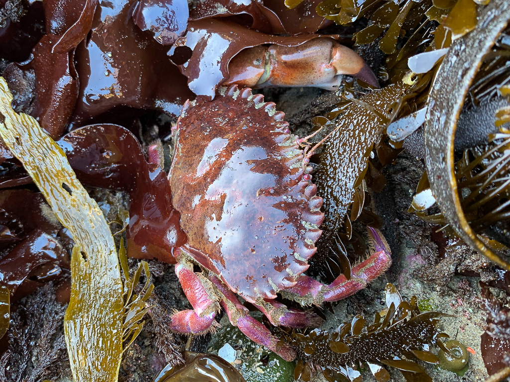 A close up view from above of a spot-bellied or Pacific rock crab Romaleon antennarium with a clean shiny shell resting on a bed of seaweed.