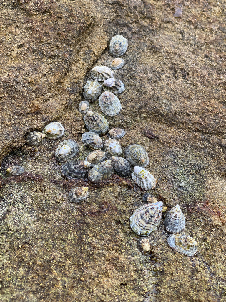 Closeup of a group of about 20 ribbed limpets Lottia digitalis clustered high on bare rock.