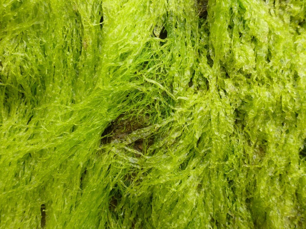 Medium close view of the exposed tubes of Ulva intestinalis at a seep on a wall.