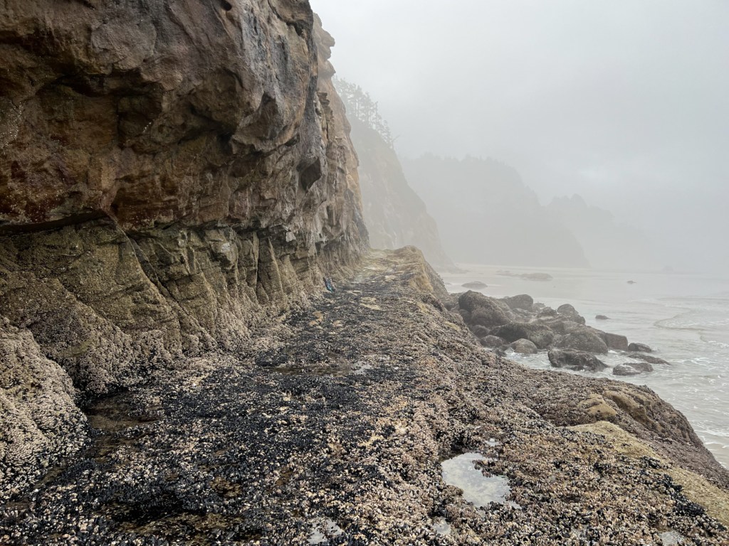 Out on a misty headland, just above water level, view to the south where several headlands are shrouded in mist.