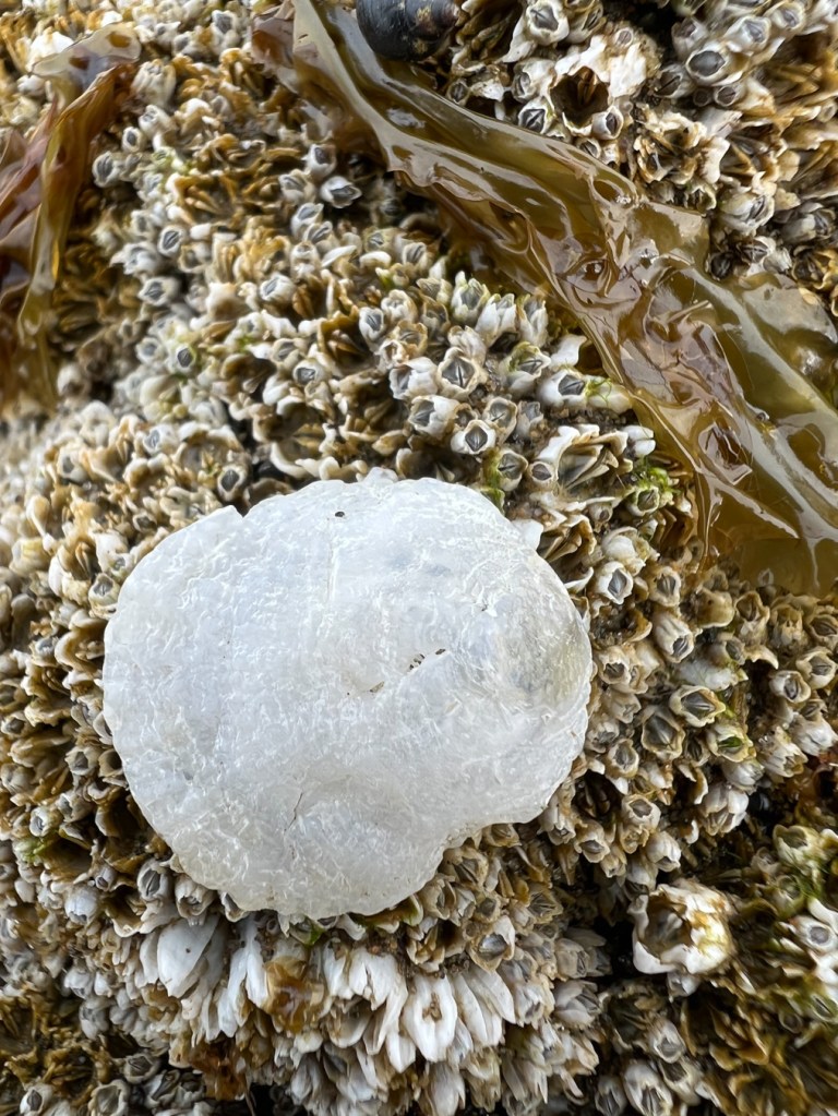 Top of the upper shell of the green false-jingle, placed on a bed of acorn barnacles.