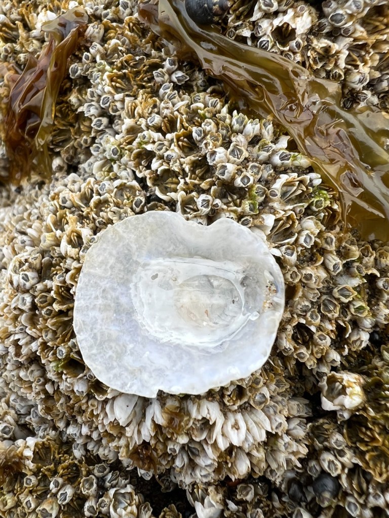 Inside of the upper shell of the green false-jingle, placed on a bed of acorn barnacles.