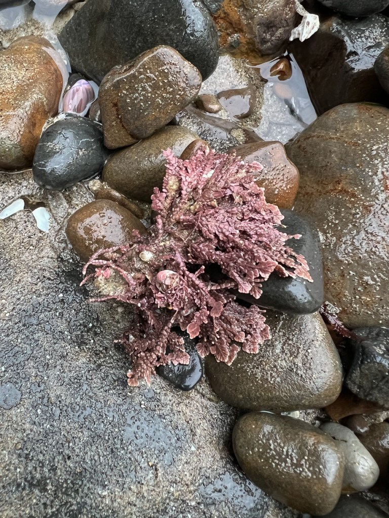 Drifted tuft of a branched coralline, maybe Bossiella, on wet cobbles.