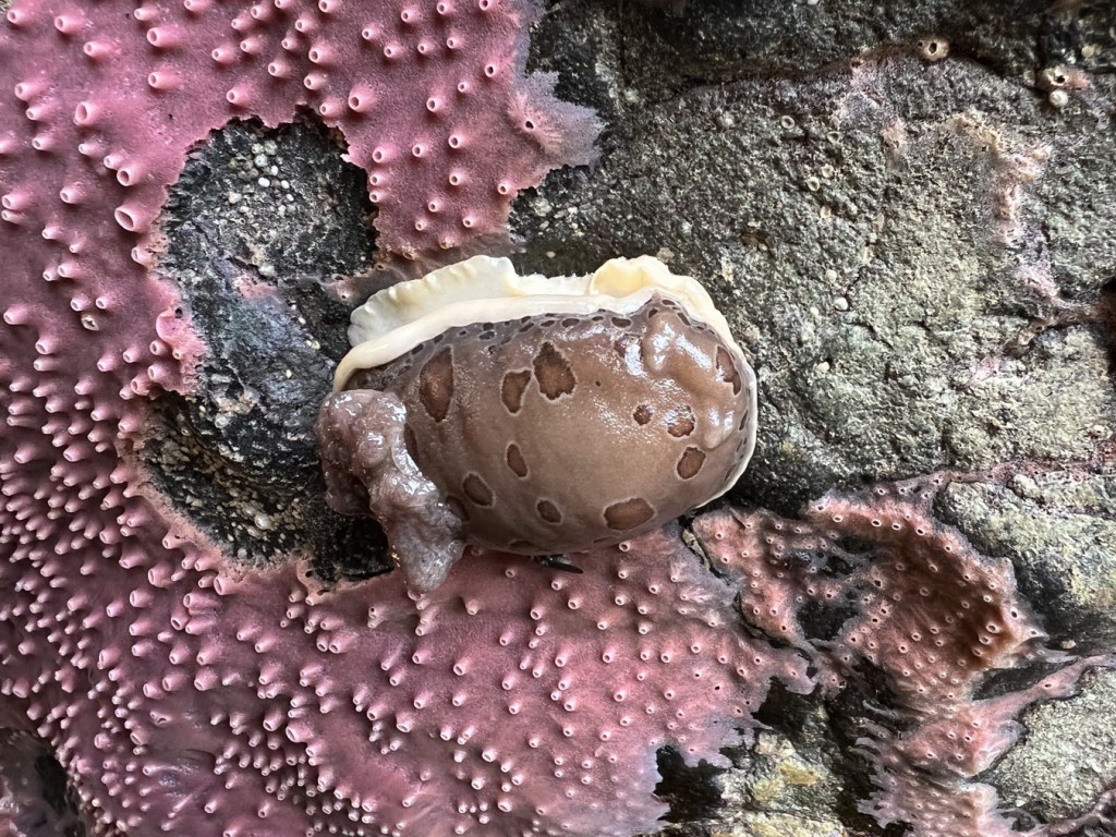 Closeup of a leopard dorid and a sponge the nudibranch has chowed a path through.