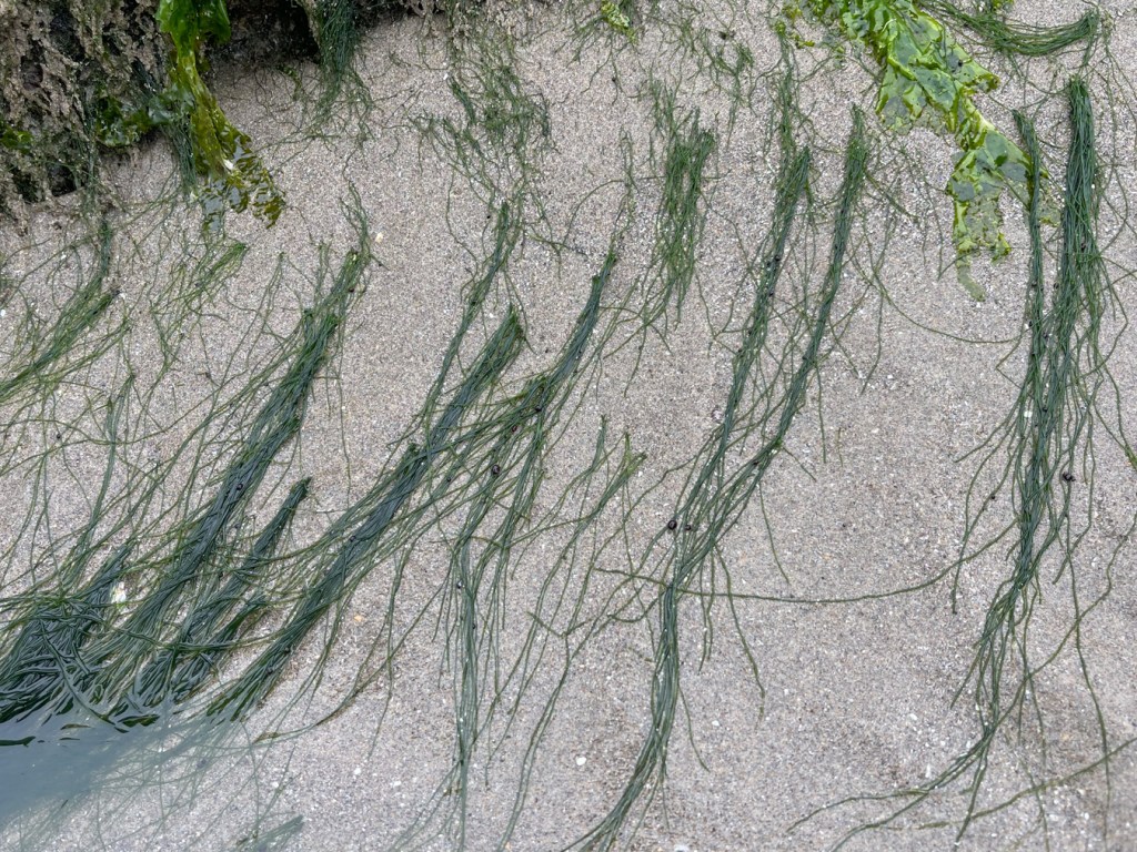 Clusters of Chaetomorpha filaments (probably) emerge from the sand where they lay out, exposed by low tide.