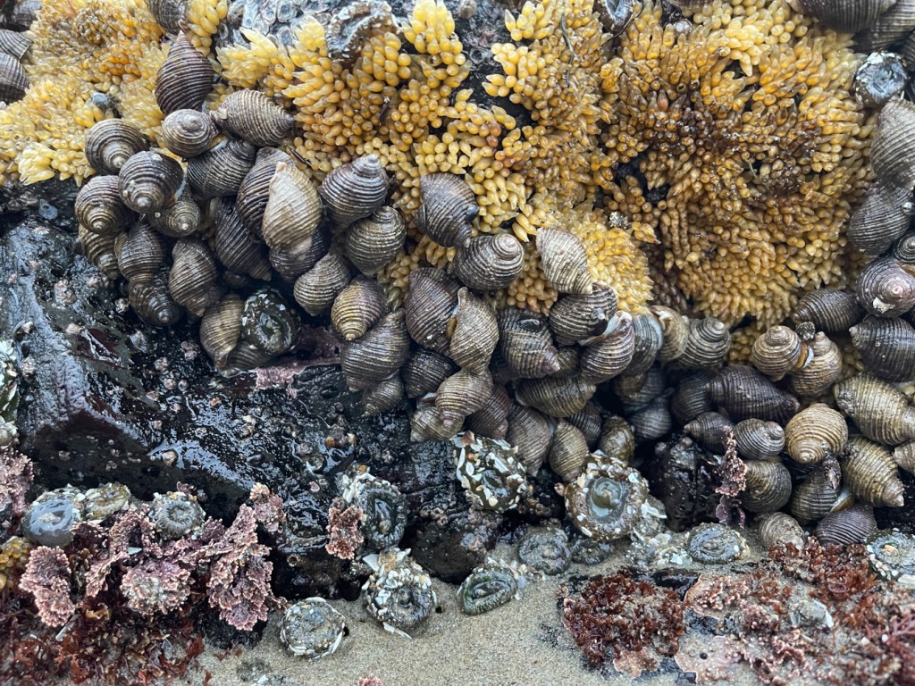 An assemblage of dogwinkles in and around a mass of egg capsules. Articulated corallines and giant green anemones are also present among the sand at the bottom of the scene.
