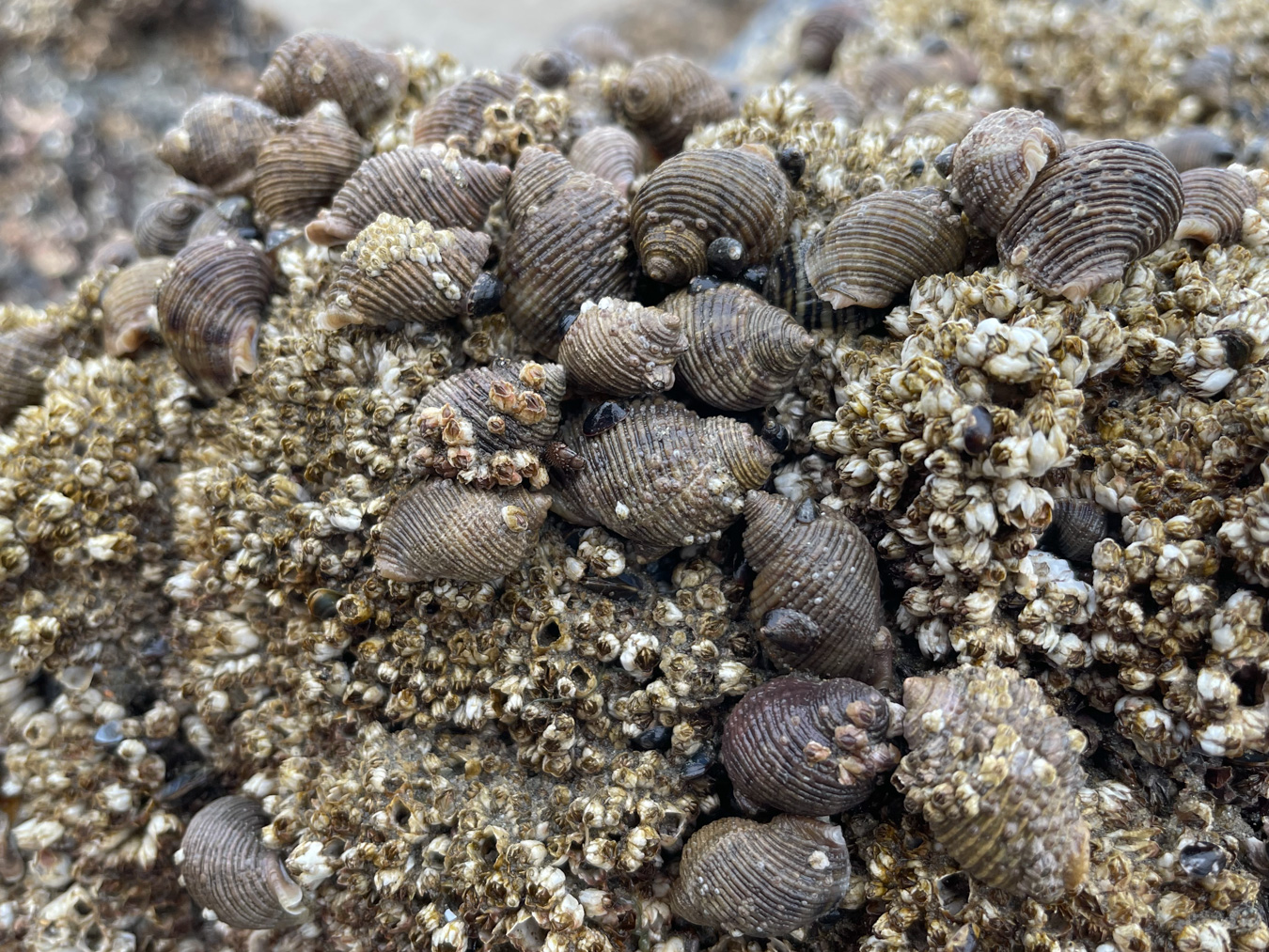 Snails – theoutershores