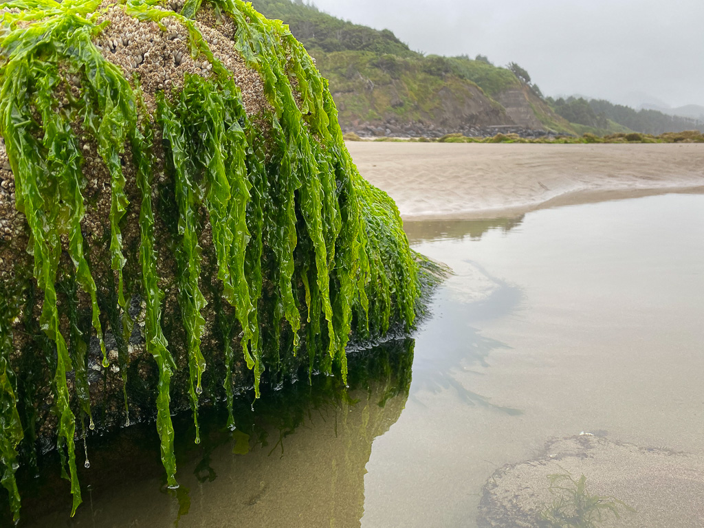 Bright ruffled Ulva blades hang down the side of a boulder in a shallow sand-filled pool. Beach in the middle ground, forest behind. Cloudy sky.