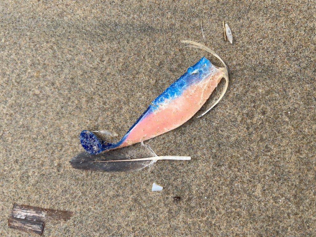 Blue and pink soft plastic fishing lure on moist beach sand. A dark feather and a white one too, a stray whelk egg, a hard plastic fragment.and a wood chip also in the appear in the scene.