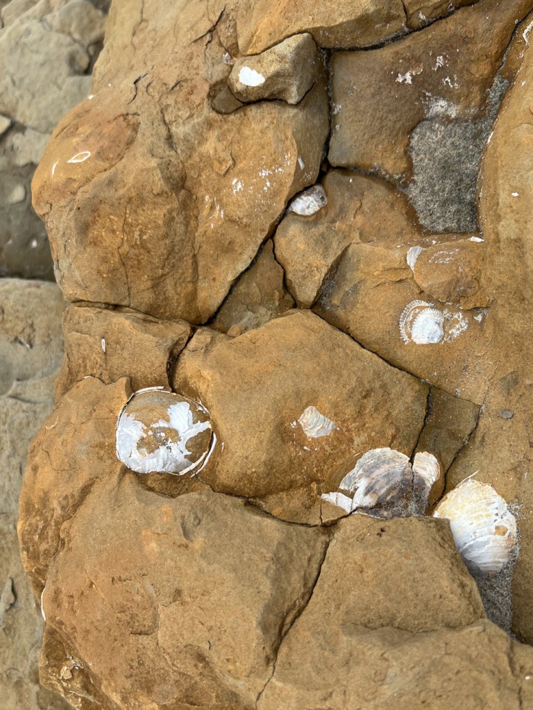 A couple varieties of white bivalve shells embedded in sediments on a beachside cliff.