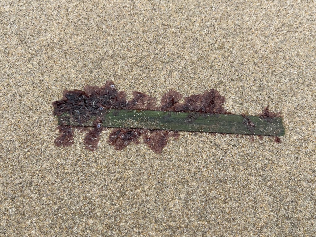 A short section of drifted eelgrass (Zostera) blade hosting the red epiphyte, Smithora. 