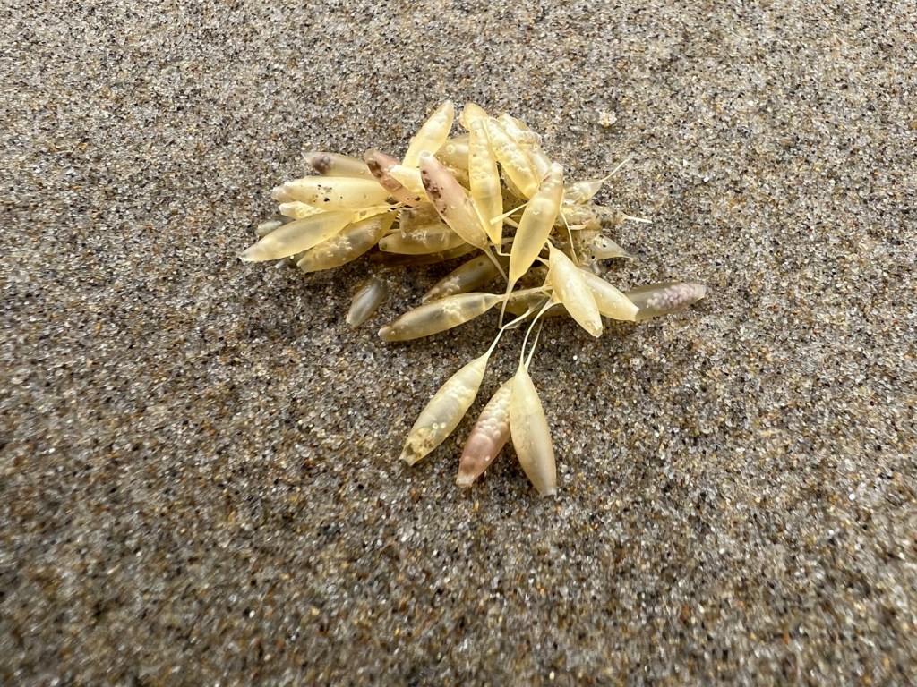 A small detached and drifted cluster of frilled dogwinkle egg cases (approximately 20) on moist beach sand.