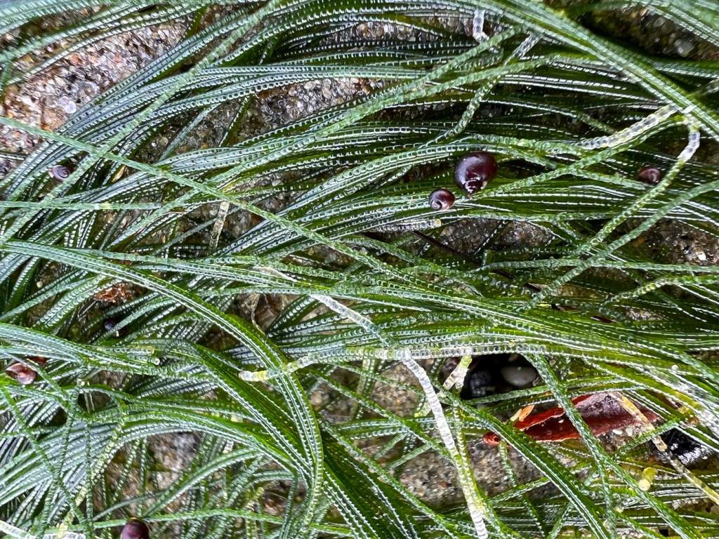 A closeup of several exposed Chaetomorpha filaments (probably) showing large cells. A few tiny snails join the scene.