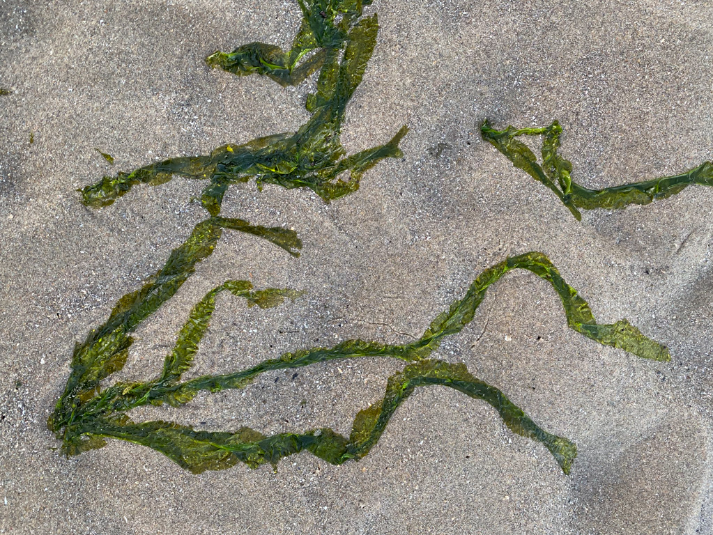 Long slender Ulva blades laying out on wet sand.