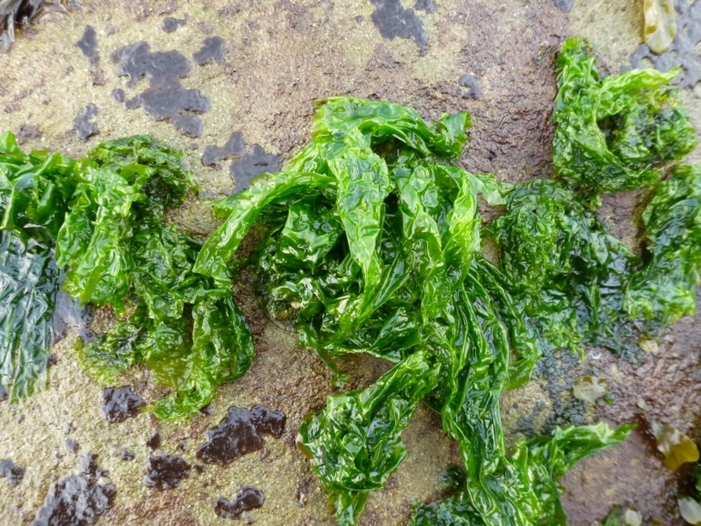 Tufts of Ulva with wrinkled broad blades hanging down the side of a boulder.