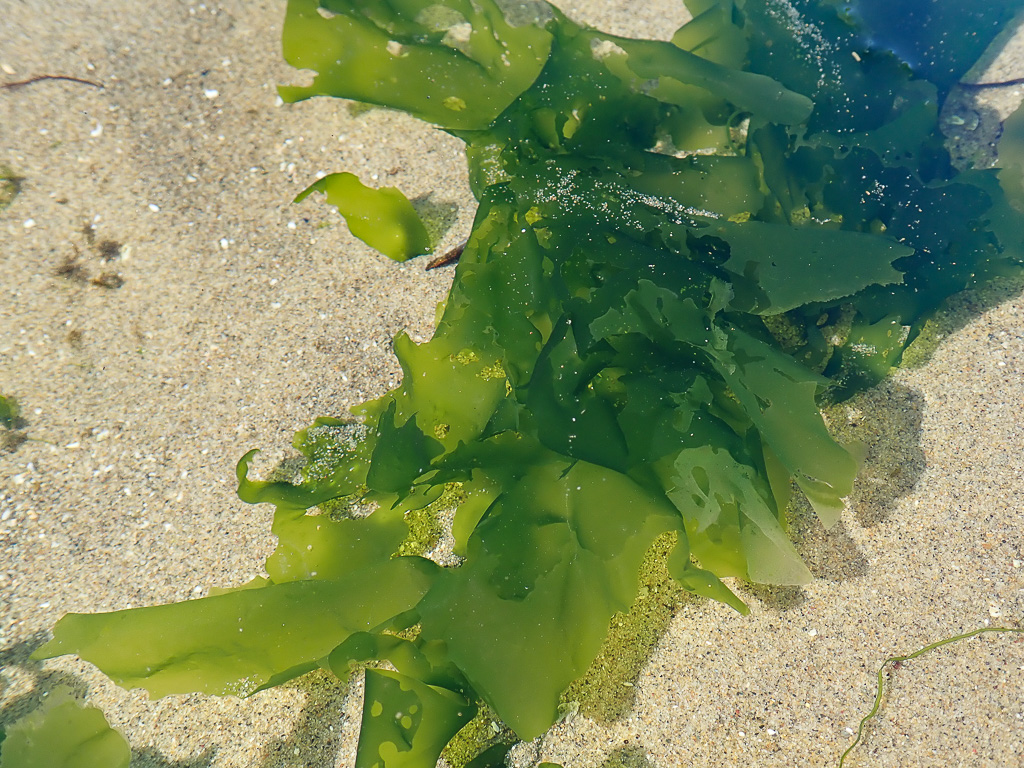 Broad holey Ulva blades submerged in a shallow sand-filled pool.