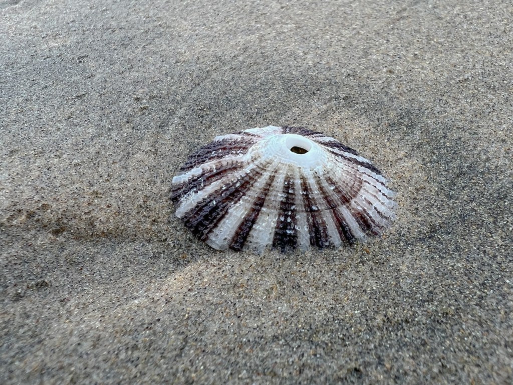 Empty shell, outside surface up, on moist sand