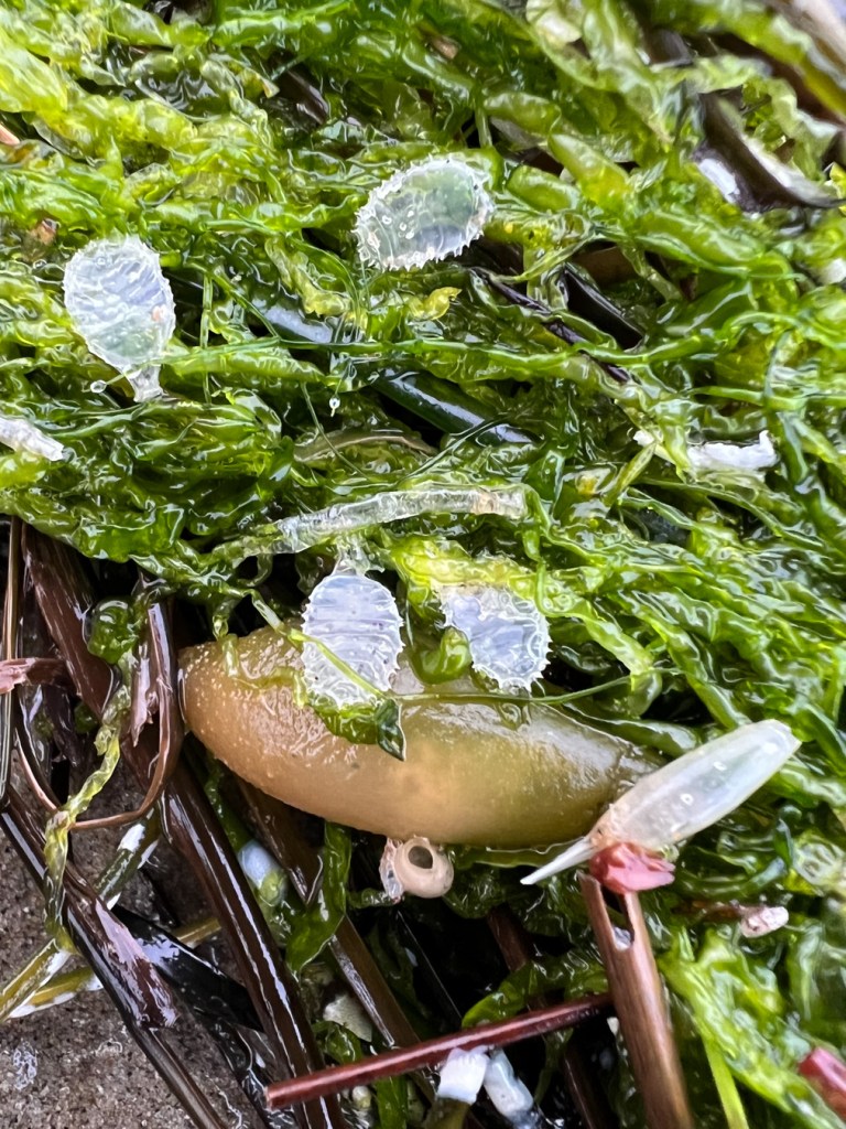 Empty egg cases of the channeled basket snail among a mass of drifted green seaweed, some kelp remnants, and a singe Nucella lamellosa egg case (also empty).