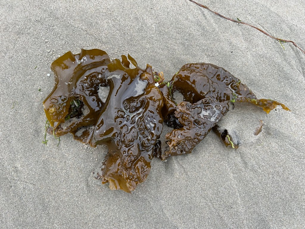 A mostly crinkly blade of drift sea cabbage on clean most beach sand.