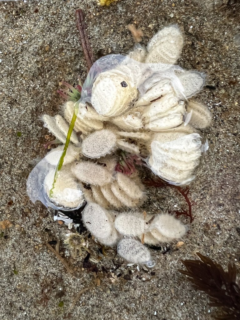 About 30 drifted egg cases captured by a small anemone in a shallow, sand-filled pool.
