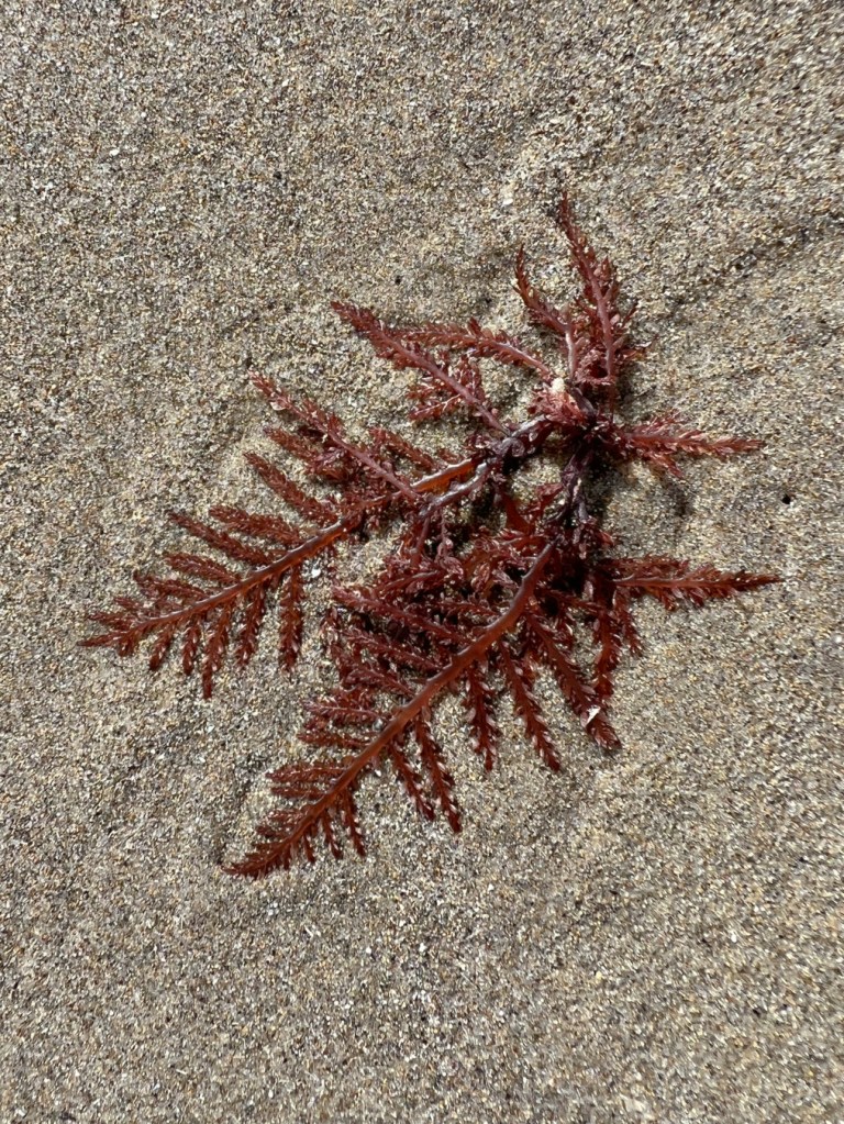 Another inscrutable red on moist sand