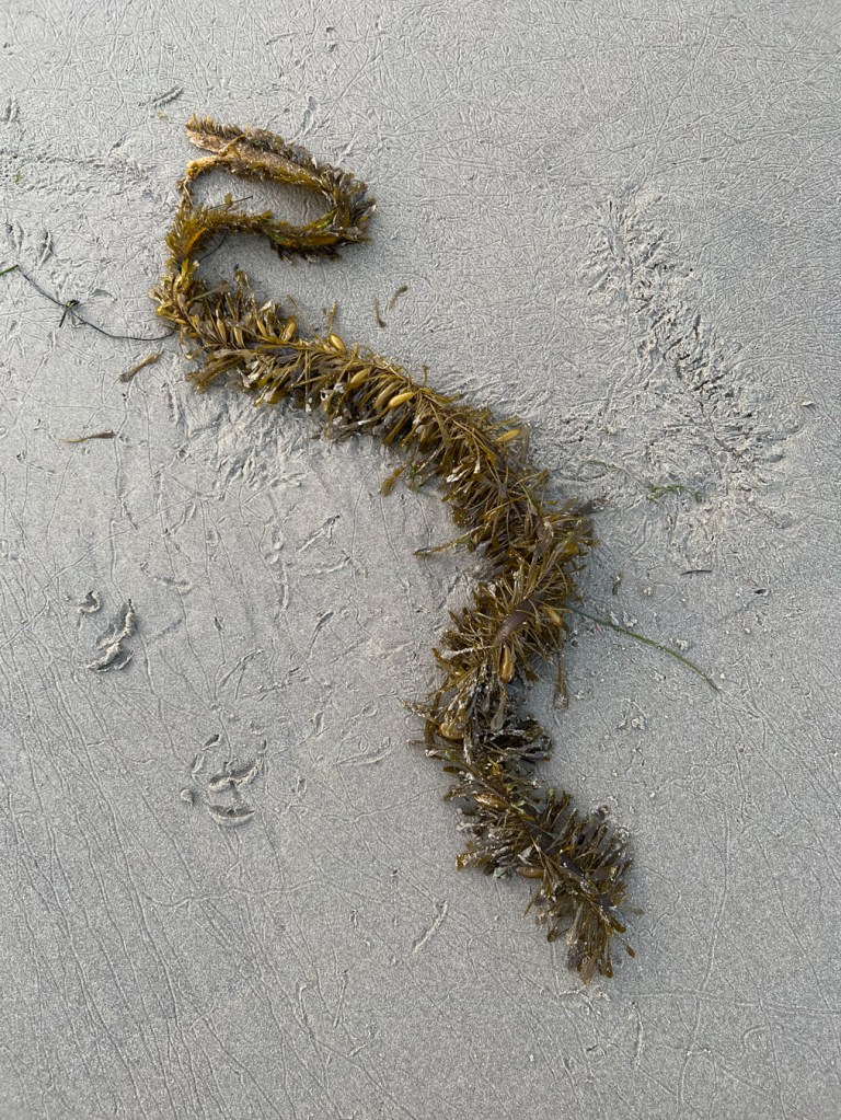 A fresh feather boa stipe with gull tracks and signs its been moved (also by the gulls), on moist sand.
