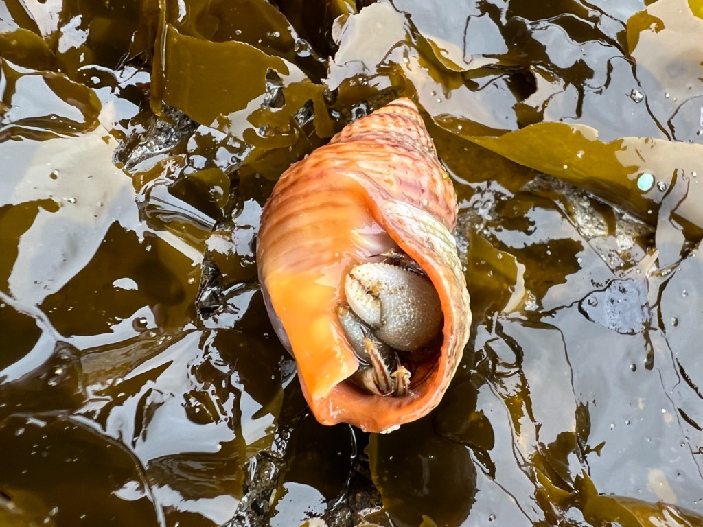 Shell turned to reveal the opening, which is closed off by the pinching claw of the occupant, a hermit crab.