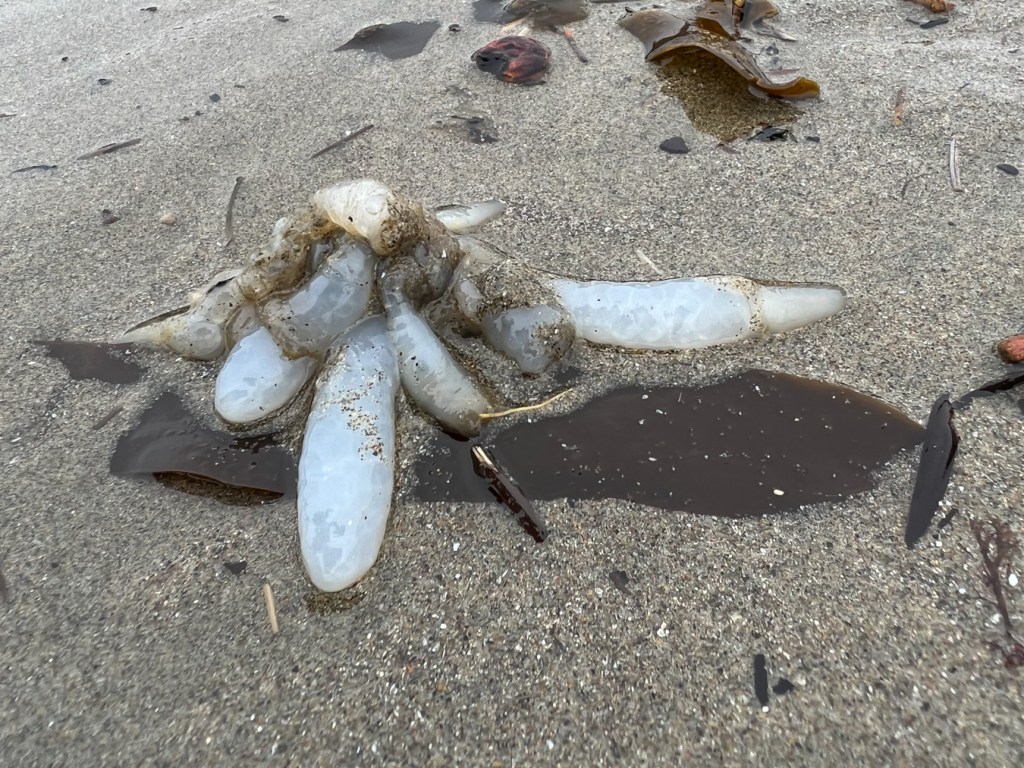 Just a few capsules, a little worse for wear on wet beach sand.