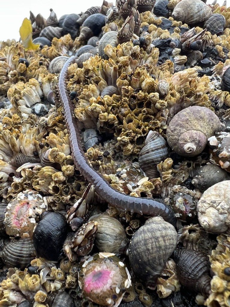 Nereis crawling down and exploring a sloping boulder encrusted with barnacles, snails, and anemones