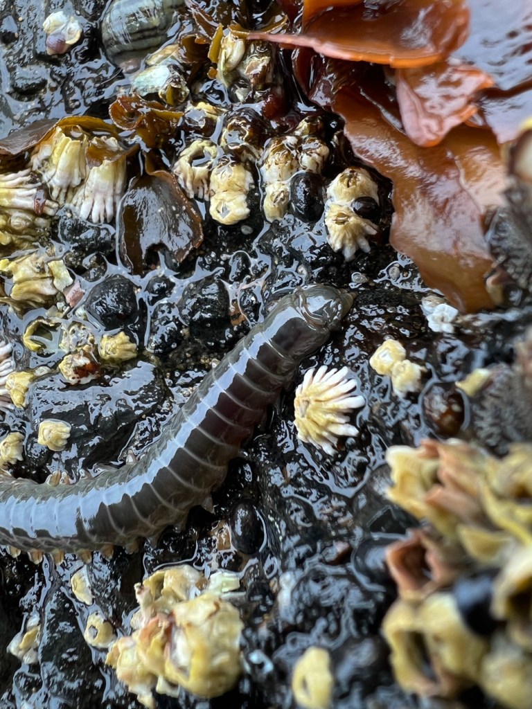 Closeup of the head and about twenty anterior-most segments of a nereid worm, probably N. vexillosa