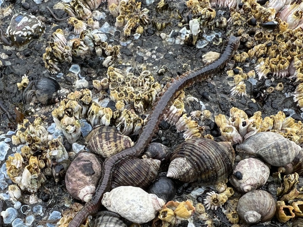 Nereid worm traversing a rock covered with barnacles and snails.